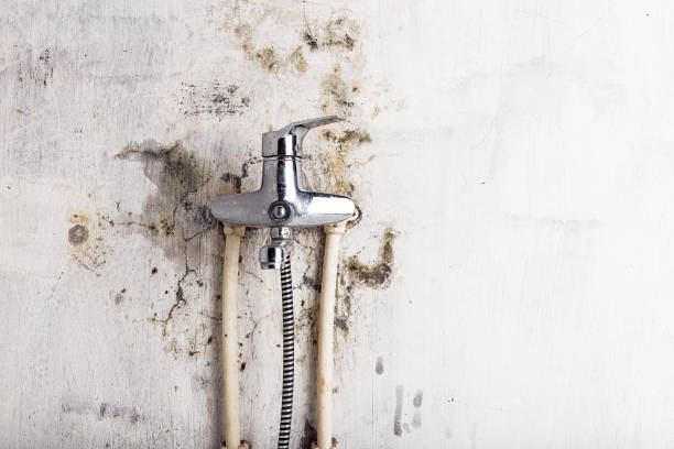 Mold Removal Process in New Boston, TX