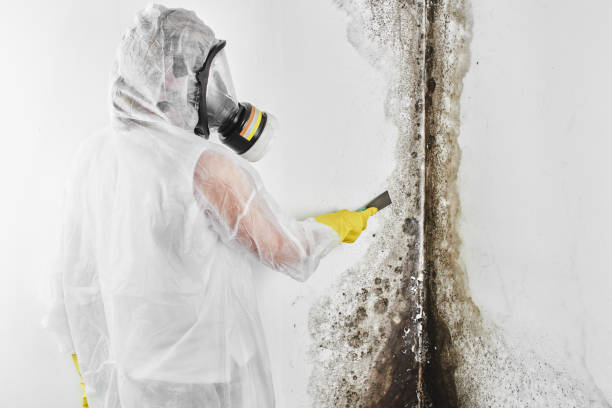 Best Black Mold Removal  in New Boston, TX