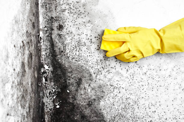 Best Home Mold Removal  in New Boston, TX