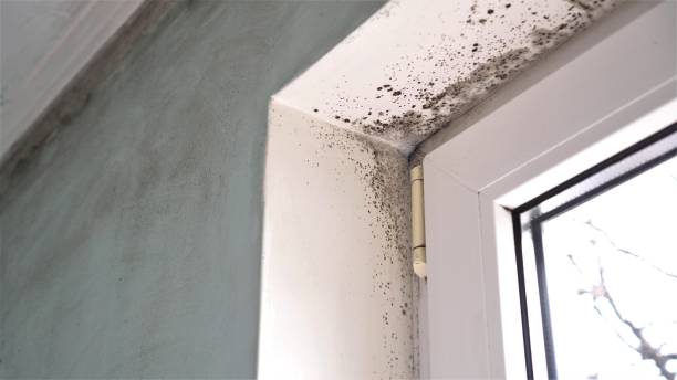  New Boston, TX Mold Removal Pros