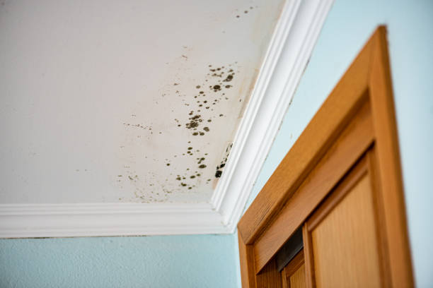 Best Certified Mold Removal  in New Boston, TX