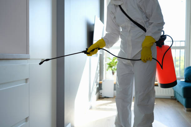 Best Affordable Mold Removal  in New Boston, TX
