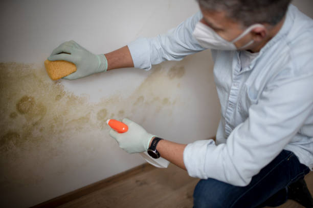 Best Mold Testing  in New Boston, TX