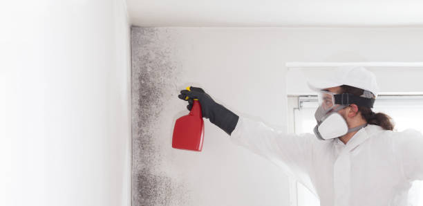 Best Same-Day Mold Removal  in New Boston, TX