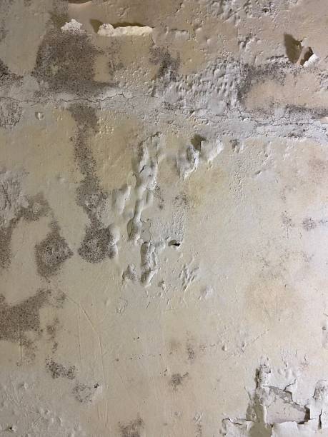 Best Black Mold Removal  in New Boston, TX