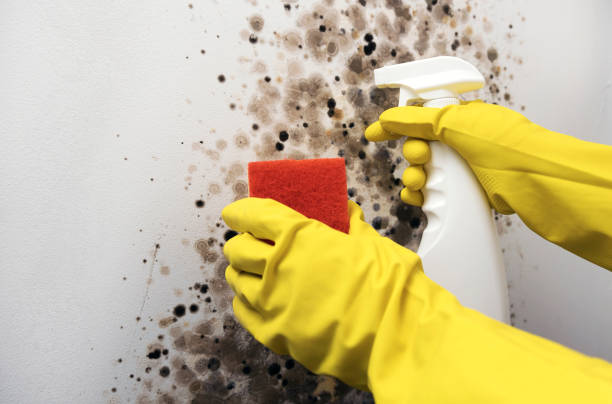 Best Certified Mold Removal  in New Boston, TX