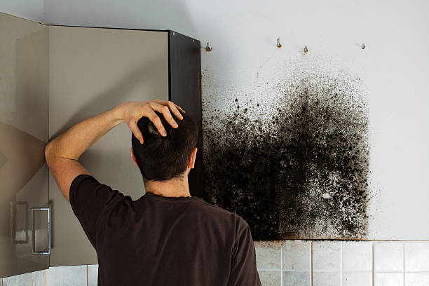 New Boston, TX Mold Removal Company