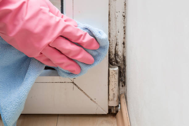 New Boston, TX Mold Removal Company